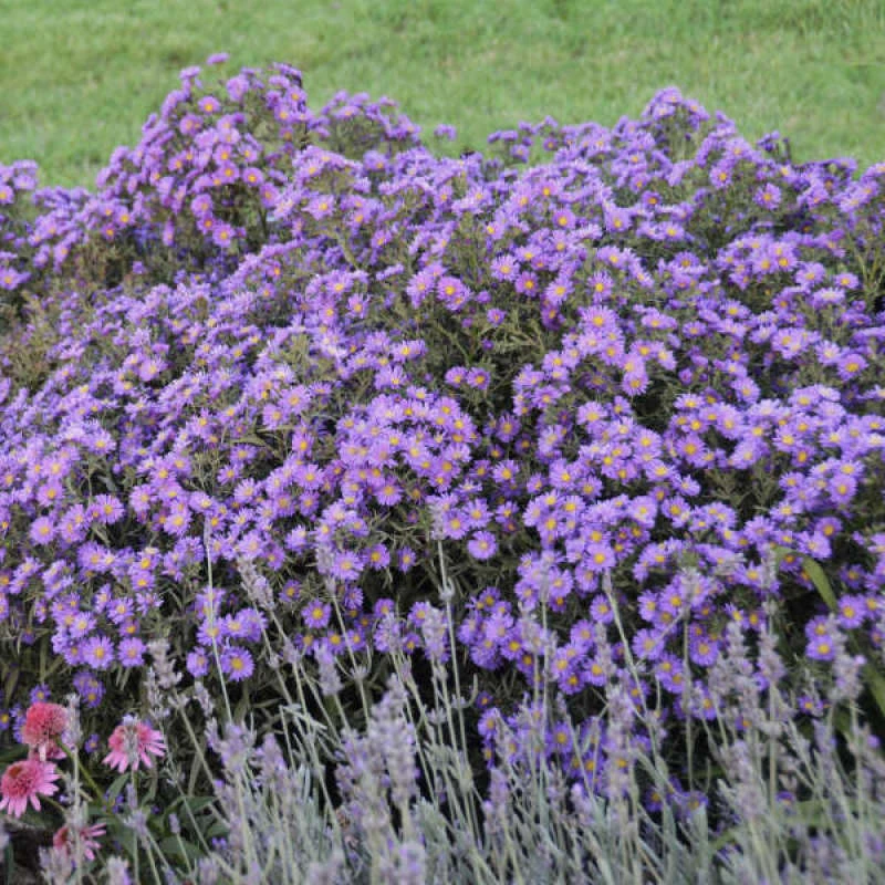 Kickin® 'Lilac Blue' New England Aster 1 Kickin® 'Lilac Blue' New England Aster