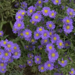 Great Garden Plants Shop -Great Garden Plants Shop aster kickin lilac blue 2
