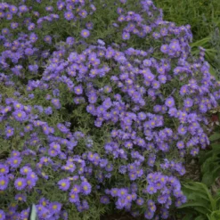 Kickin® 'Lilac Blue' New England Aster 5 Kickin® 'Lilac Blue' New England Aster -Great Garden Plants Shop aster kickin lilac blue 3