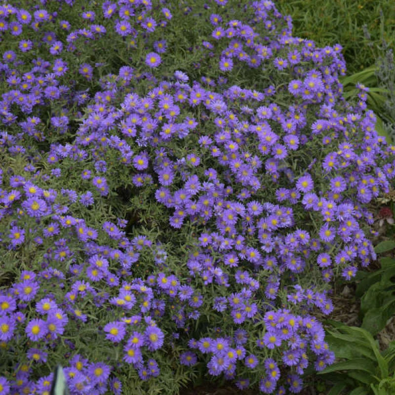 Kickin® 'Lilac Blue' New England Aster 3 Kickin® 'Lilac Blue' New England Aster - Image 3