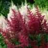 Red Astilbe