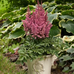 'Little Vision In Pink' Astilbe -Great Garden Plants Shop astilbe little vision pink 3