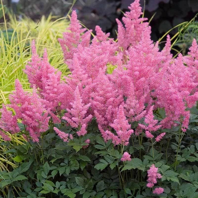 Pink Astilbe 1 Pink Astilbe