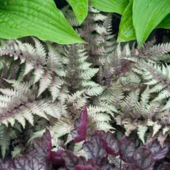 Japanese Painted Fern -Great Garden Plants Shop athyrium nipponicum pictum 2