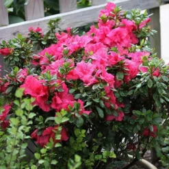 Bloom-A-Thon® Hot Pink Reblooming Azalea -Great Garden Plants Shop azalea bloom a thon hot pink 3 P 6af5232a 90fa 4cea b7aa 501ac3cb47ae sw