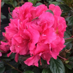 Perfecto MundoĀ® Double Dark Pink Reblooming Azalea