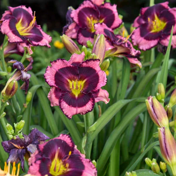 Rainbow Rhythm® 'Storm Shelter' Daylily 1 Rainbow Rhythm® 'Storm Shelter' Daylily