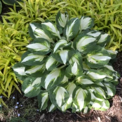 'Vulcan' Hosta -Great Garden Plants Shop b6296beeb1b63d63e1c4d167f587123f