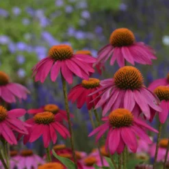 PowWow® Wild Berry Coneflower -Great Garden Plants Shop b99ddca663cd1a150144778b6146cfd9