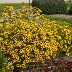 Designer Threads™ 'Golden Needles' Tickseed 6 Designer Threads™ 'Golden Needles' Tickseed -Great Garden Plants Shop b9b681de8e9e8a25b7f1d17d3b200bd2