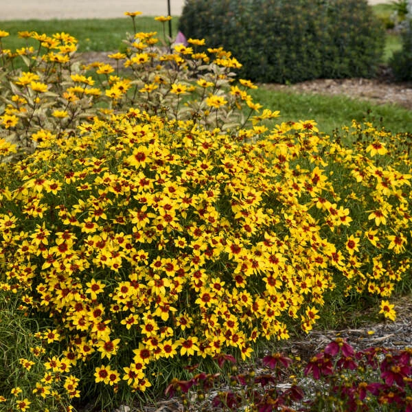 Designer Threads™ 'Golden Needles' Tickseed 3 Designer Threads™ 'Golden Needles' Tickseed - Image 3