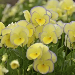 'Etain' Perennial Violet -Great Garden Plants Shop bbafe484596a71b05686d7dfa53e1785