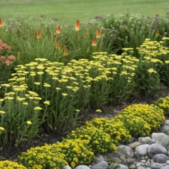 'Firefly Sunshine' Yarrow -Great Garden Plants Shop bc41150f70906a678e5addf4b28d43bc
