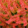 Sunjoy® Tangelo™ Barberry