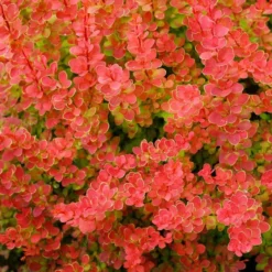Sunjoy® Tangelo™ Barberry