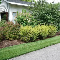 Cesky Gold® Dwarf Birch 7 Cesky Gold® Dwarf Birch -Great Garden Plants Shop betula cesky gold 1 P sw