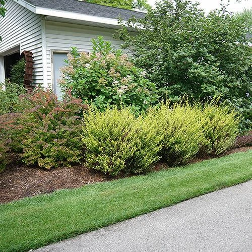 Cesky Gold® Dwarf Birch 3 Cesky Gold® Dwarf Birch - Image 3