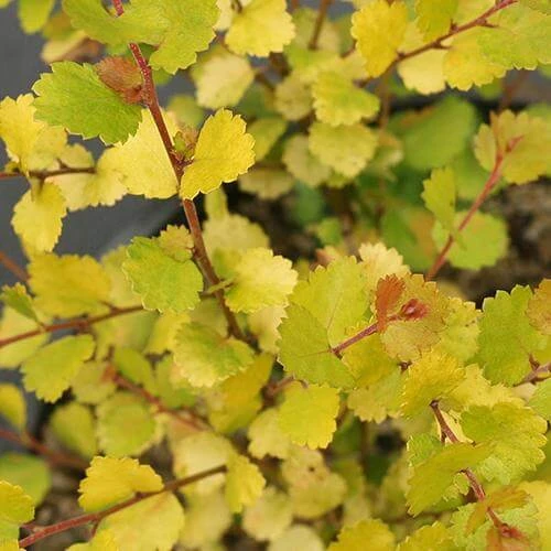Cesky Gold® Dwarf Birch 2 Cesky Gold® Dwarf Birch - Image 2