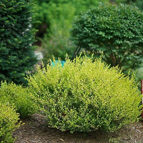 Cesky Gold® Dwarf Birch 1 Cesky Gold® Dwarf Birch