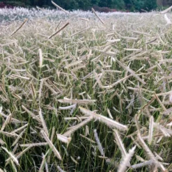 'Blonde Ambition' Blue Grama Grass