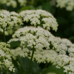Blue Muffin® Arrowwood Viburnum -Great Garden Plants Shop bluemuffin2