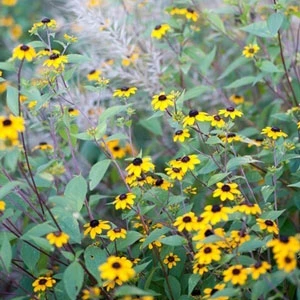 Brown-Eyed Susan (Rudbeckia) 3 Brown-Eyed Susan (Rudbeckia) - Image 3