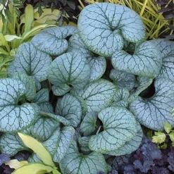 'Jack Frost' Siberian Bugloss -Great Garden Plants Shop brunnera jack frost 2