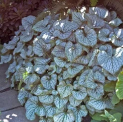 'Jack Frost' Siberian Bugloss -Great Garden Plants Shop brunnera jack frost 5