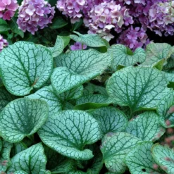 'Jack Frost' Siberian Bugloss -Great Garden Plants Shop brunnera jack frost 6