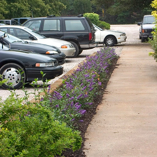 Lo & Behold® 'Blue Chip' Butterfly Bush 5 Lo & Behold® 'Blue Chip' Butterfly Bush - Image 5