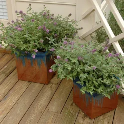 Lo & Behold® 'Blue Chip' Butterfly Bush 10 Lo & Behold® 'Blue Chip' Butterfly Bush -Great Garden Plants Shop buddleia lo behold blue chip 3 P