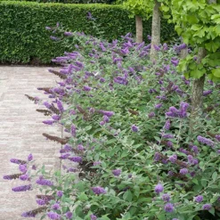 Lo & Behold® 'Blue Chip' Butterfly Bush 12 Lo & Behold® 'Blue Chip' Butterfly Bush -Great Garden Plants Shop buddleia lo behold blue chip 6 P