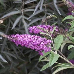 'Miss Ruby' Butterfly Bush 10 'Miss Ruby' Butterfly Bush -Great Garden Plants Shop buddleia miss ruby 4 P