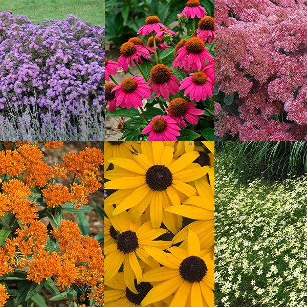 Butterfly Garden Collection 1 Butterfly Garden Collection