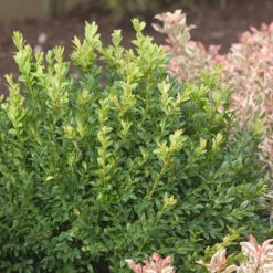 North Star® Boxwood -Great Garden Plants Shop buxus north star 4
