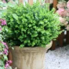 Sprinter® Boxwood