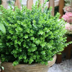 Sprinter® Boxwood 10 Sprinter® Boxwood -Great Garden Plants Shop buxus sprinter boxwood 2