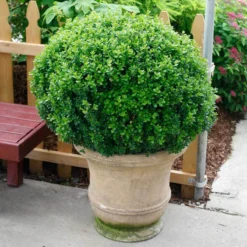 Sprinter® Boxwood 8 Sprinter® Boxwood -Great Garden Plants Shop buxus sprinter boxwood 4