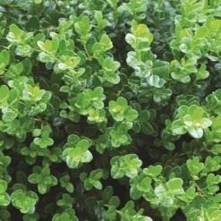 Sprinter® Boxwood 9 Sprinter® Boxwood -Great Garden Plants Shop buxus sprinter boxwood 5