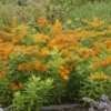 Orange Milkweed