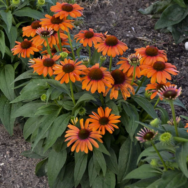 Color Coded™ 'Orange You Awesome' Coneflower 6 Color Coded™ 'Orange You Awesome' Coneflower - Image 6
