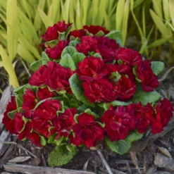 Belarina® Valentine Primrose