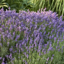 'Hidcote' Lavender