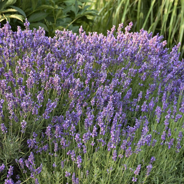 'Hidcote' Lavender 1 'Hidcote' Lavender