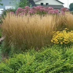 'Karl Foerster' Feather Reed Grass -Great Garden Plants Shop calamagrostis karl foerster feather reed grass 8 sw