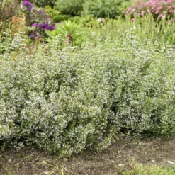 Calamint 11 Calamint -Great Garden Plants Shop calamint catmint