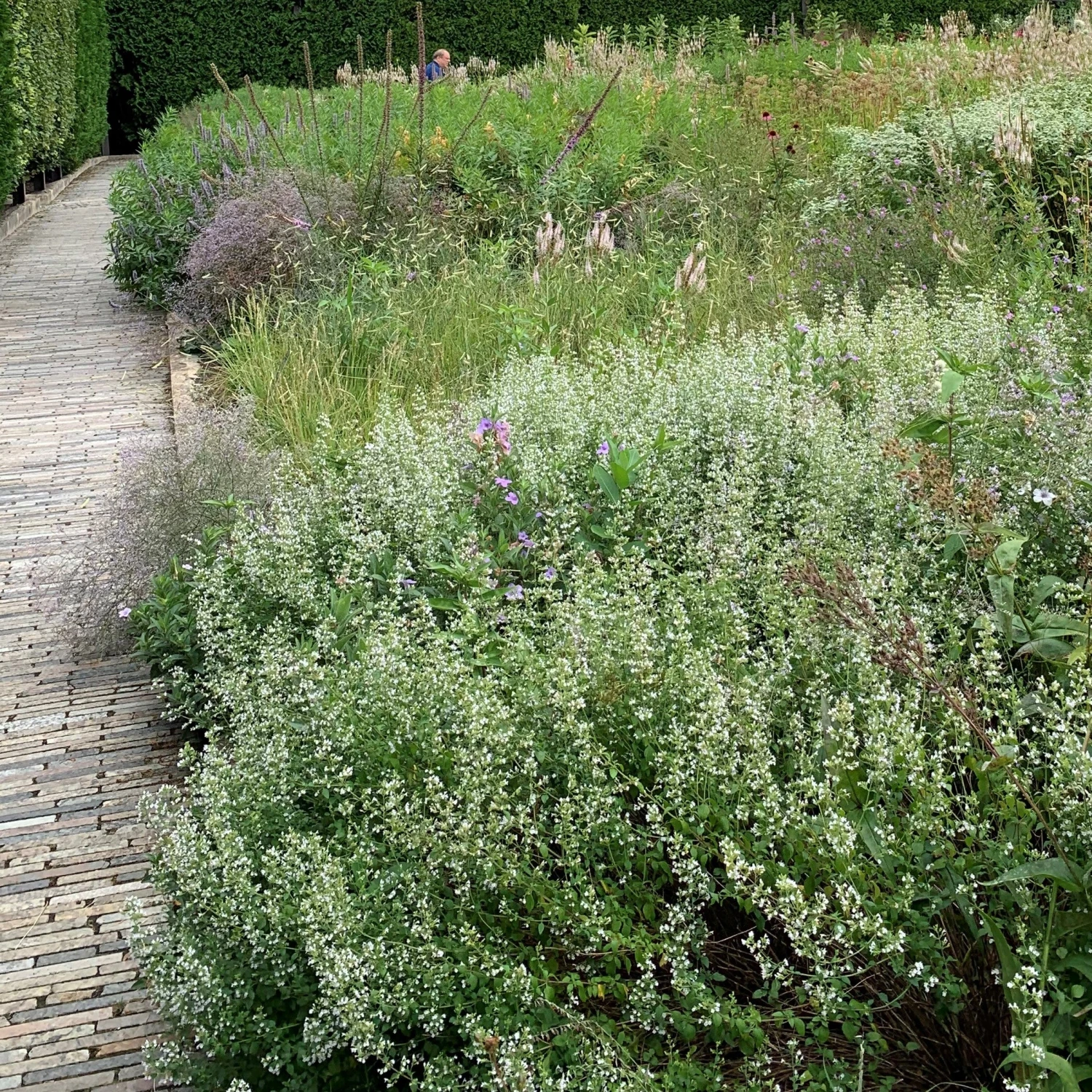 Calamint 2 Calamint - Image 2