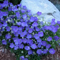 'Rapido Blue' Bellflower -Great Garden Plants Shop campanula rapido blue 1