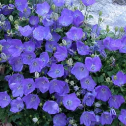 'Rapido Blue' Bellflower -Great Garden Plants Shop campanula rapido blue 2