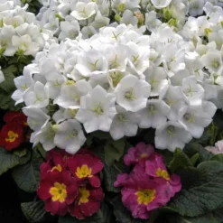 'Rapido White' Bellflower 9 'Rapido White' Bellflower -Great Garden Plants Shop campanula rapido white carpathian harebell 4